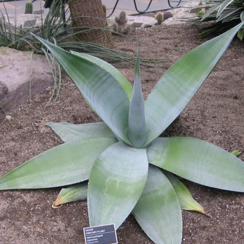 Agaave - Agave guiengola (Kasvutapa)