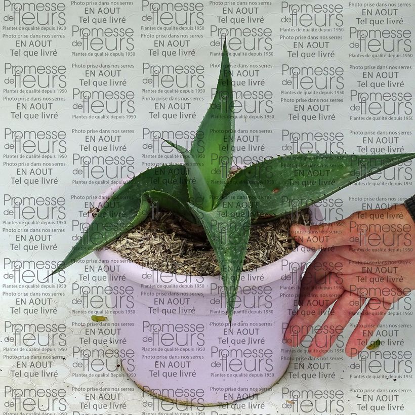 Esimerkki toimitetusta Agaave - Agave guiengola Pot de 2L/3L-taimesta
