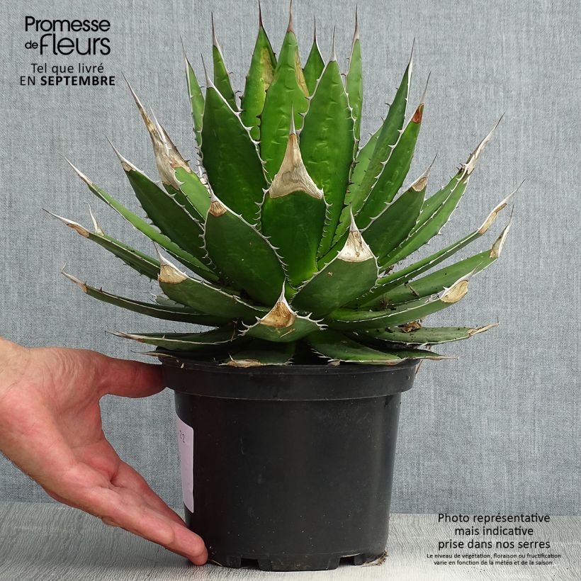 Esimerkki kesällä toimitetusta Agaave - Agave horrida Pot de 3L/4L-taimesta