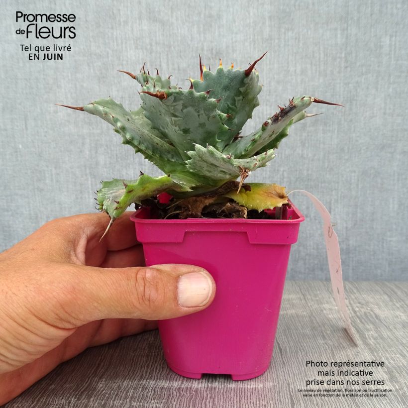 Esimerkki kesällä toimitetusta Agaave - Agave isthmensis Pot de 10 cm/11cm-taimesta