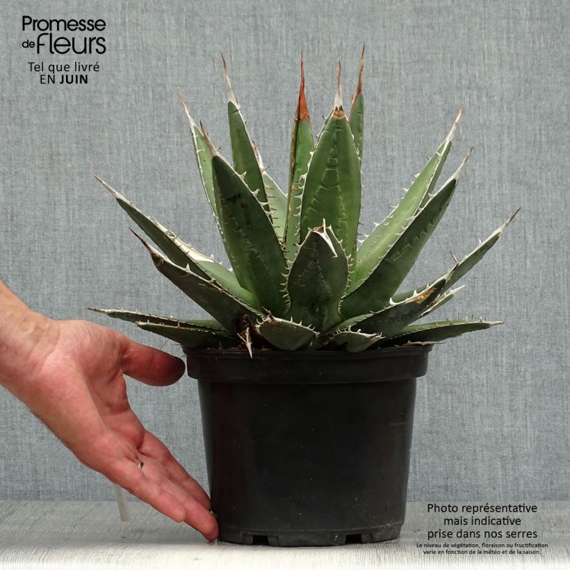 Esimerkki kesällä toimitetusta Agaave - Agave kerchovei Pot de 3L/4L-taimesta