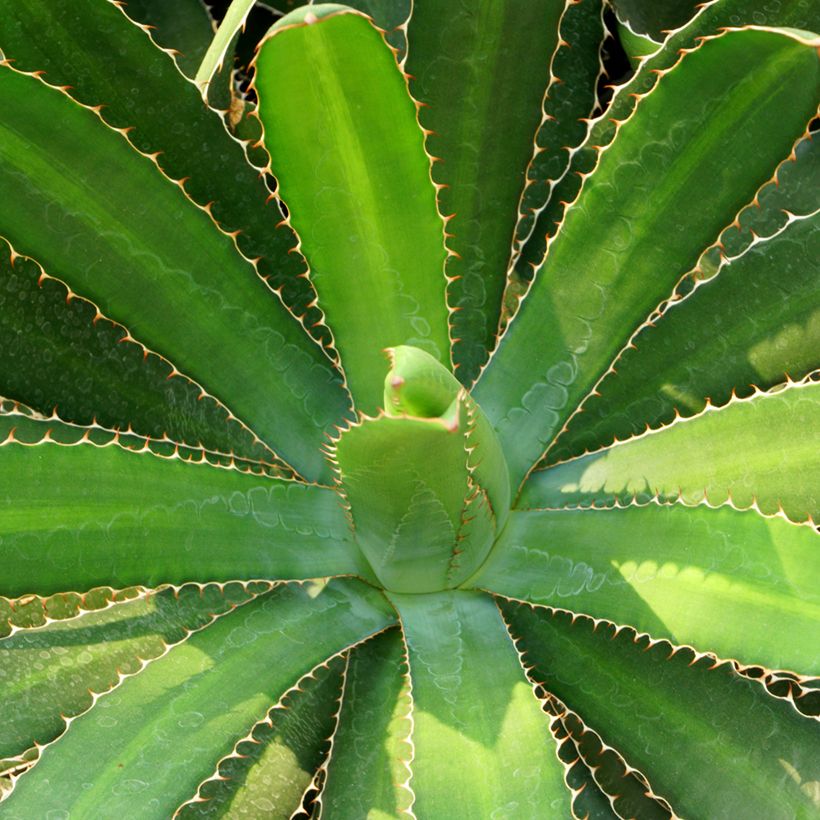 Agaave - Agave lophantha (Lehvistö)