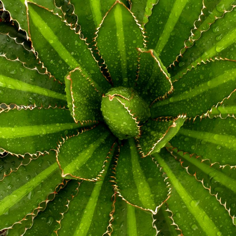 Agaave Splendida (Lehvistö)