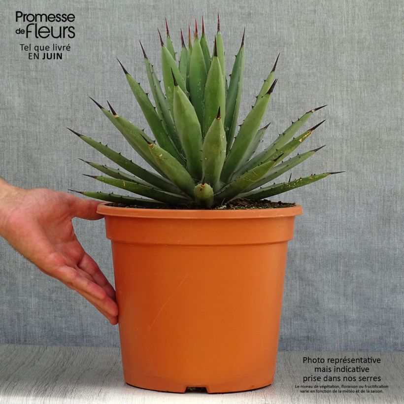 Esimerkki kesällä toimitetusta Agaave - Agave macroacantha Pot de 7,5L/10L-taimesta