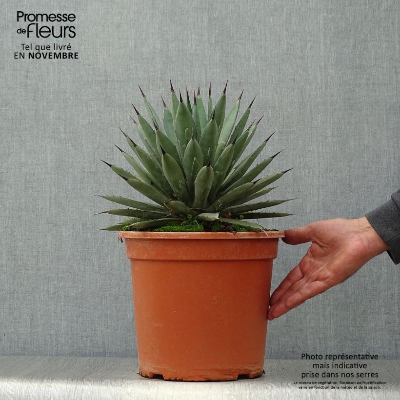 Esimerkki syksyllä toimitetusta Agaave - Agave macroacantha 7,5 litran / 10 litran ruukku-taimesta