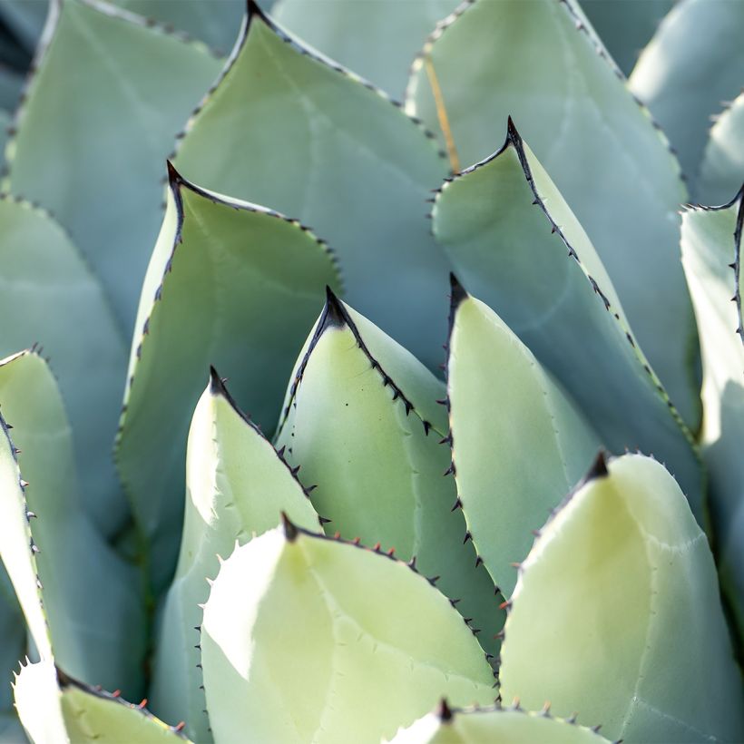 Agaave - Agave macroacantha (Lehvistö)