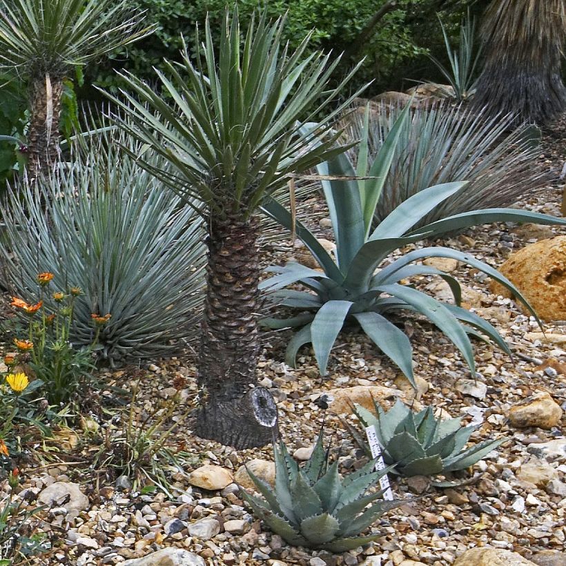 Agaave - Agave macroacantha (Kasvutapa)