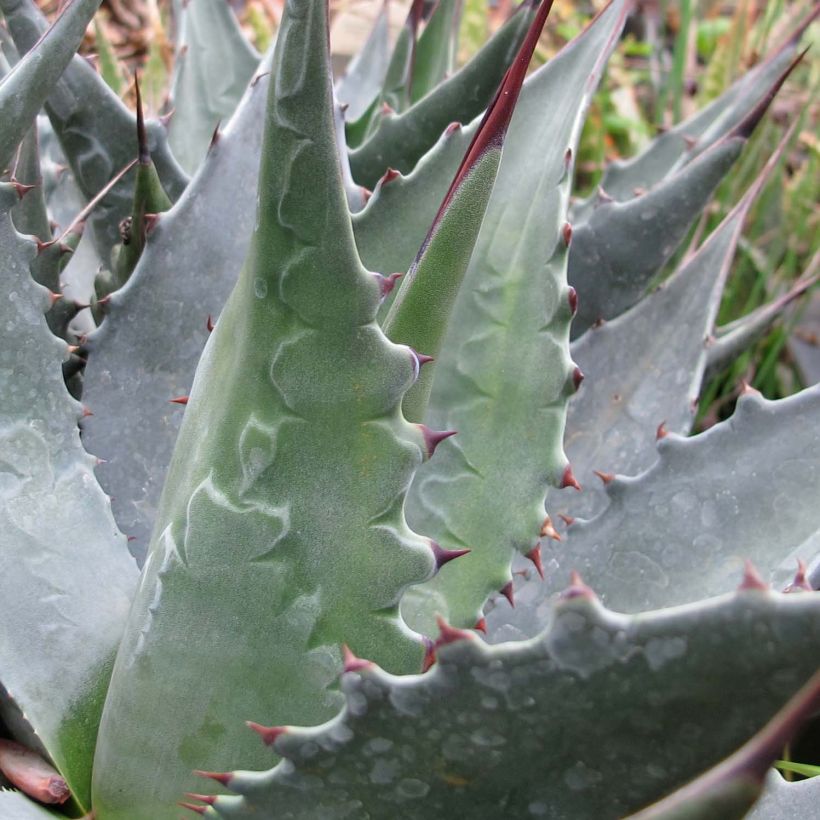 Agaave - Agave montana (Lehvistö)