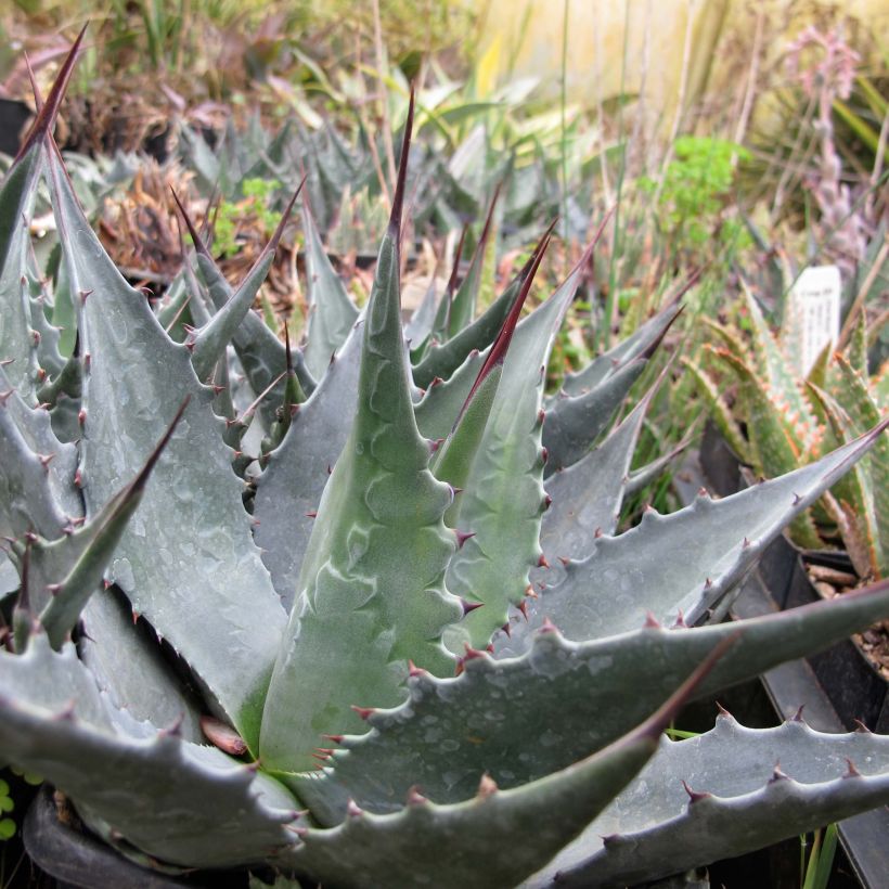 Agaave - Agave montana (Kasvutapa)