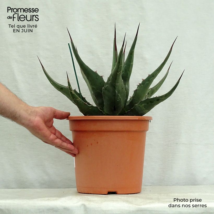 Esimerkki kesällä toimitetusta Agaave - Agave montana Pot de 7,5L/10L-taimesta