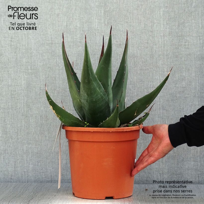 Esimerkki syksyllä toimitetusta Agaave - Agave montana 7,5 litran / 10 litran ruukku-taimesta