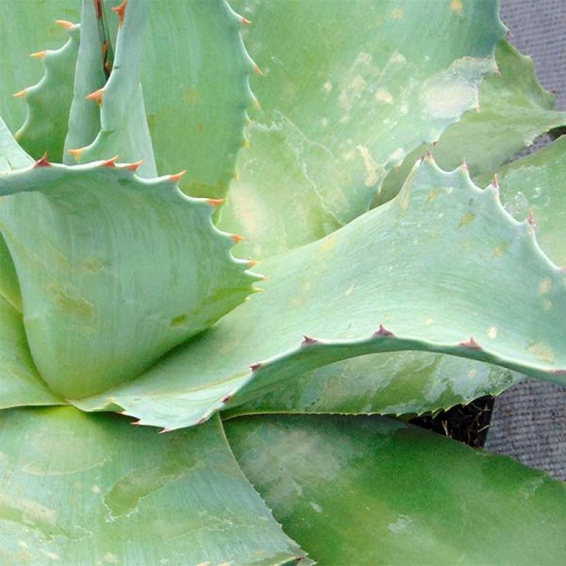 Agaave - Agave ovatifolia (Lehvistö)