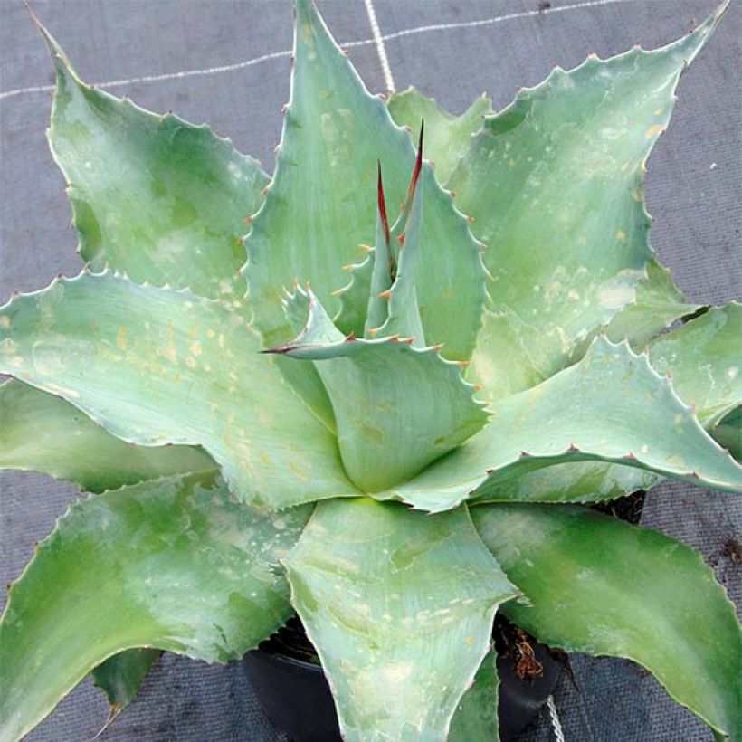 Agaave - Agave ovatifolia (Kasvutapa)
