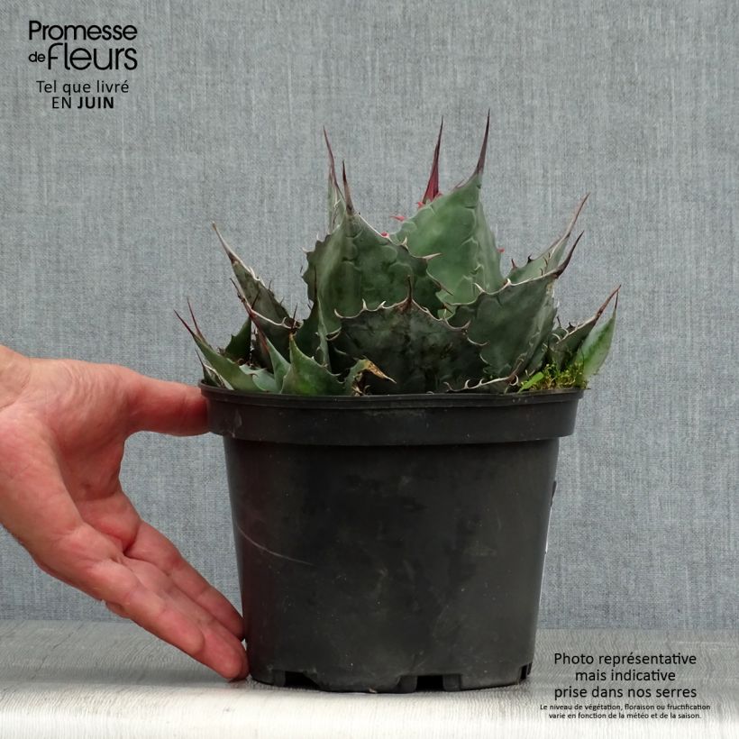 Esimerkki kesällä toimitetusta Hammasagaave - Agave parrasana 3 litran/4 litran ruukku-taimesta