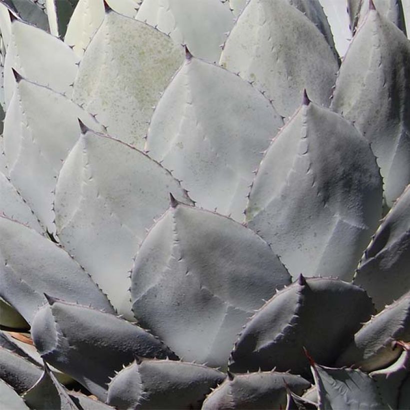 Agaave - Agave parryi var. huachucensis (Lehvistö)