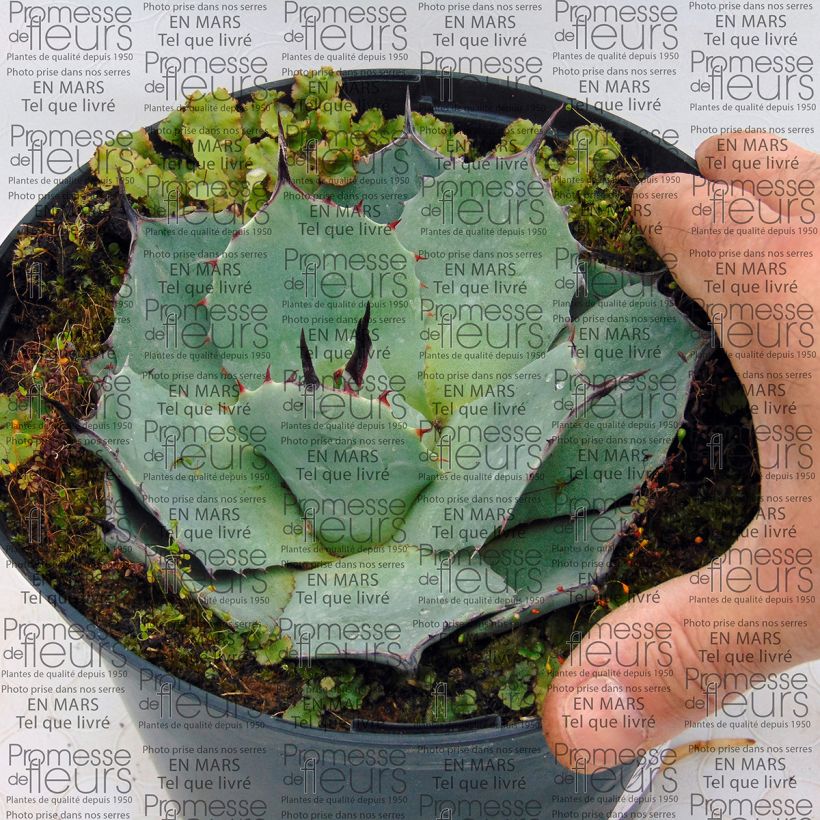 Esimerkki toimitetusta Agaave - Agave parryi var. huachucensis Pot de 2L/3L-taimesta