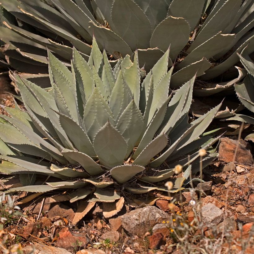 Agaave - Agave parryi var. huachucensis (Kasvutapa)