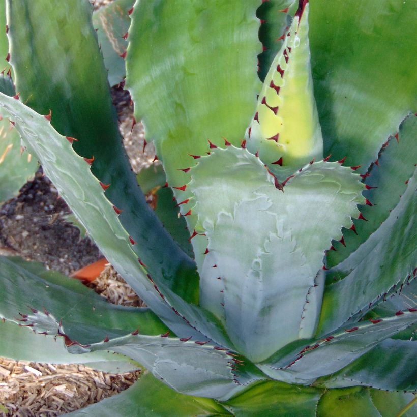 Agaave - Agave parryi var. neomexicana (Lehvistö)
