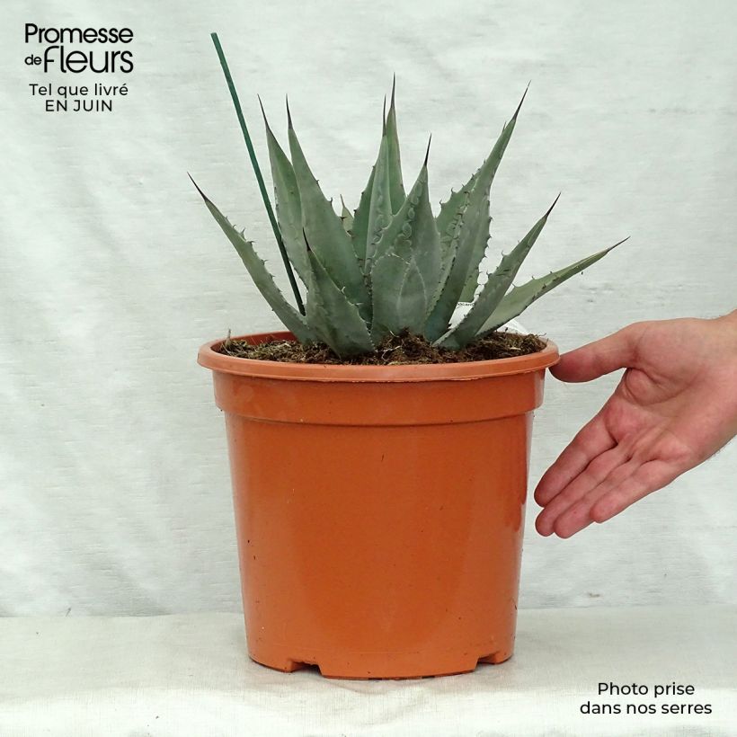 Esimerkki kesällä toimitetusta Agaave - Agave parryi var. neomexicana Pot de 7,5L/10L-taimesta