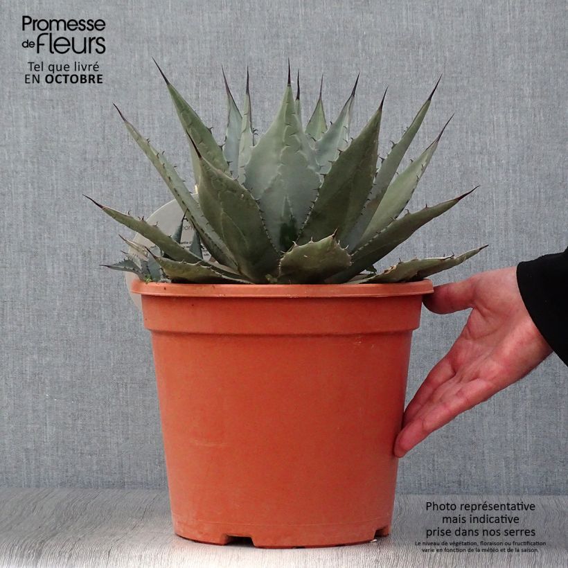 Esimerkki syksyllä toimitetusta Agaave - Agave parryi var. neomexicana 7,5 litran / 10 litran ruukku-taimesta