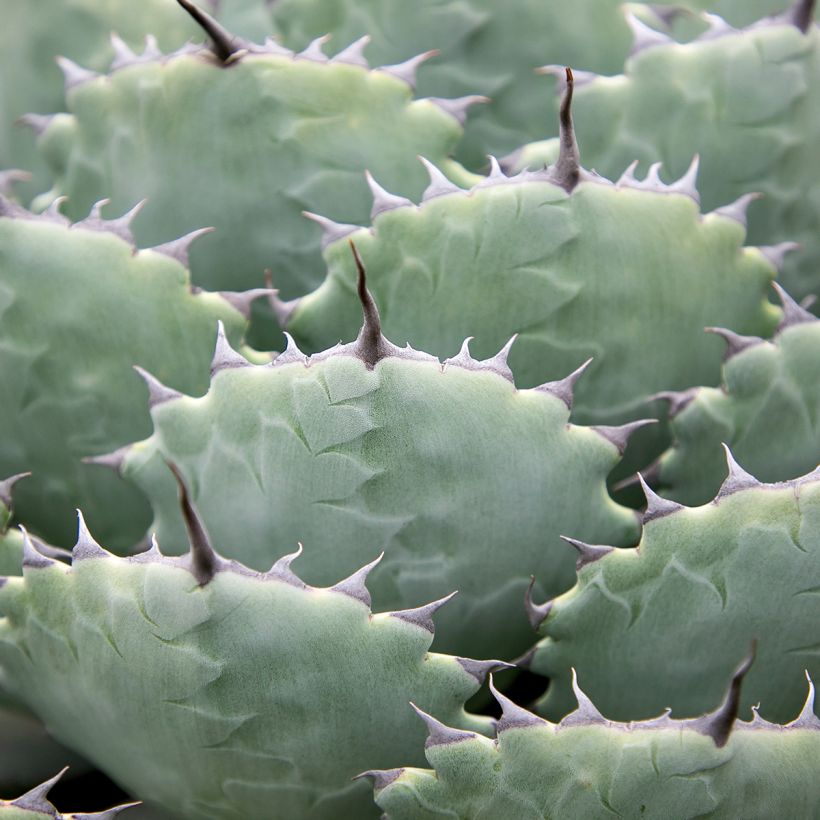 Agaave var. verschaffeltii (Lehvistö)