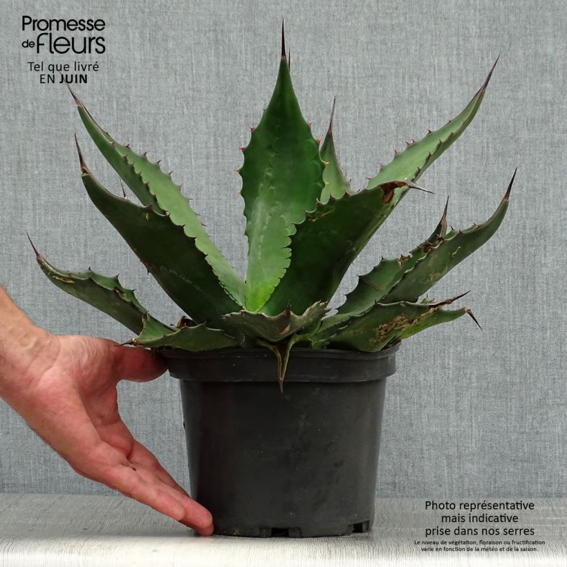 Esimerkki kesällä toimitetusta Agave salmiana - Agave de Salm Pot de 3L/4L-taimesta