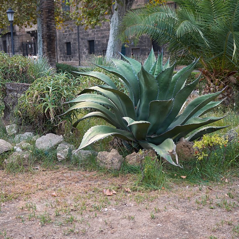 Titaaniagaave - Agave salmiana subsp. crassispina (Kasvutapa)