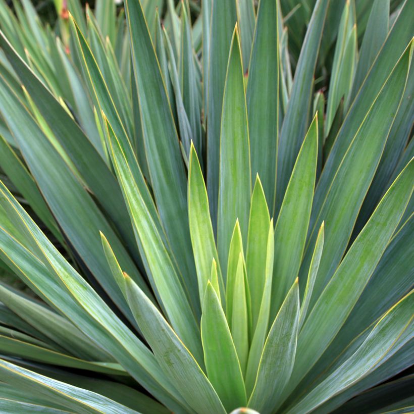 Sisalagaave - Agave sisalana (Lehvistö)