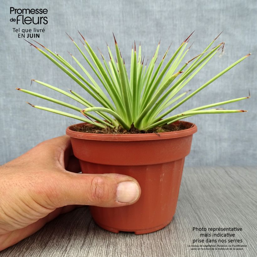 Esimerkki kesällä toimitetusta Siiliagaave Nana Pot de 12 cm / 13 cm-taimesta