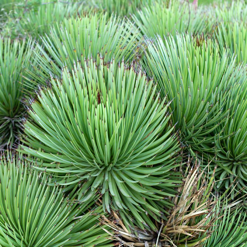 Siiliagaave - Agave stricta (Kasvutapa)