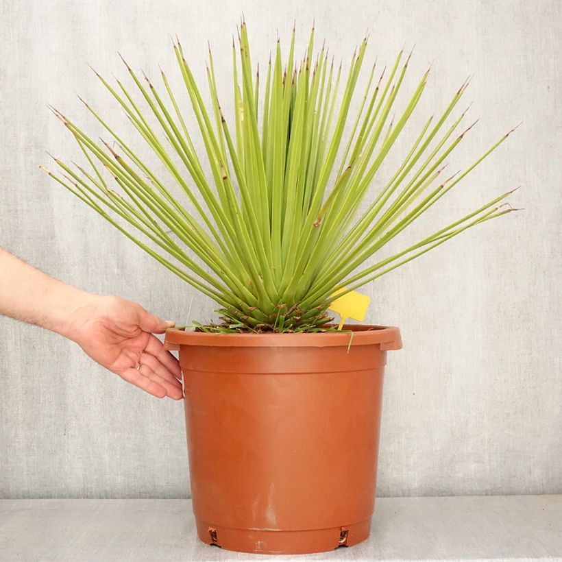 Esimerkki keväällä toimitetusta Siiliagaave - Agave stricta 12 litran/15 litran ruukku-taimesta
