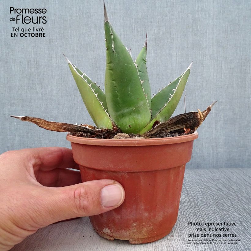 Esimerkki syksyllä toimitetusta Agave titanota Pot de 12 cm / 13 cm-taimesta