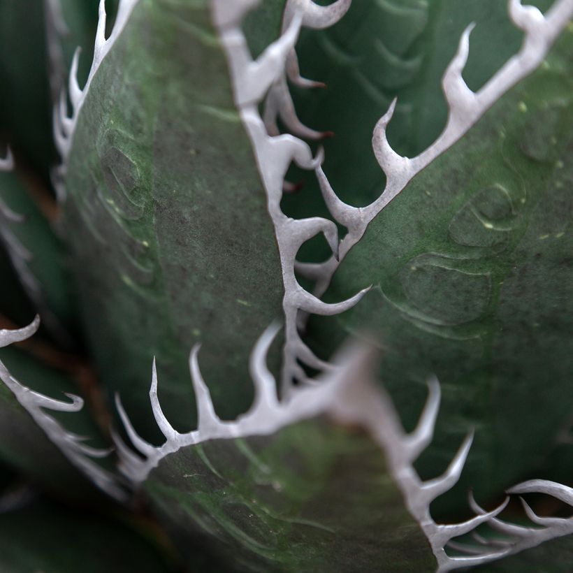 Agaave - Agave titanota (Lehvistö)