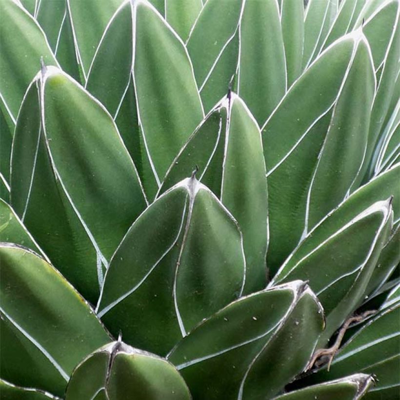 Kruunuagaave - Agave victoriae-reginae (Lehvistö)