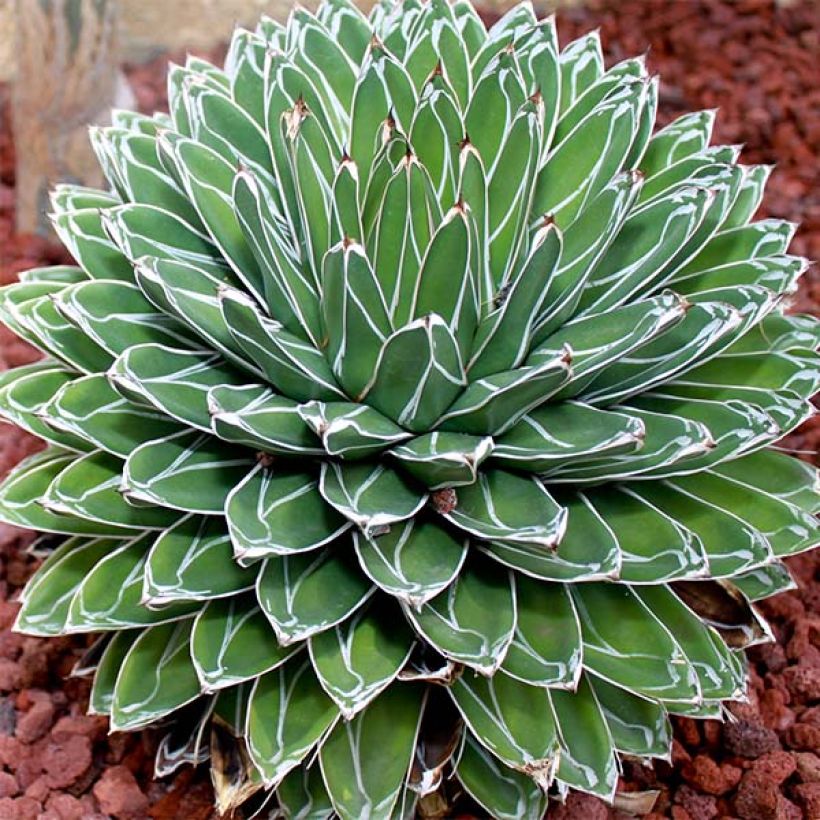 Kruunuagaave - Agave victoriae-reginae (Kasvutapa)