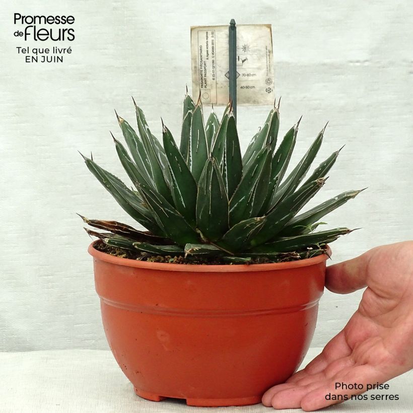 Esimerkki kesällä toimitetusta Kruunuagaave - Agave victoriae-reginae Pot de 2L/3L-taimesta