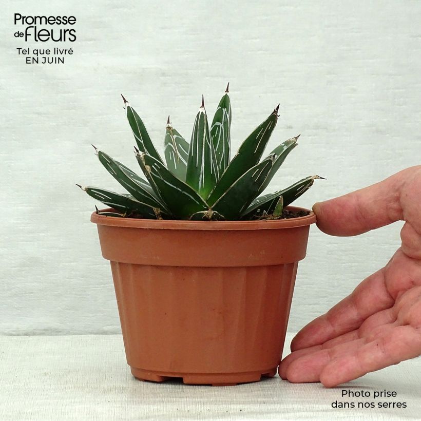 Esimerkki kesällä toimitetusta Kruunuagaave - Agave victoriae-reginae Pot de 12 cm / 13 cm-taimesta