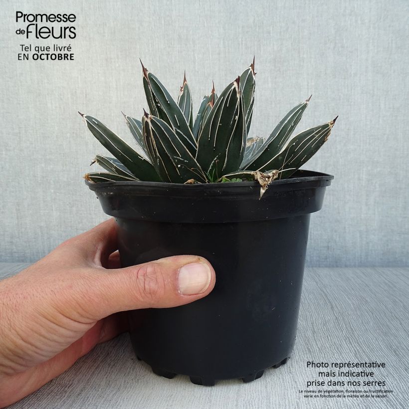 Esimerkki syksyllä toimitetusta Kruunuagaave - Agave victoriae-reginae 2 litran/3 litran ruukku-taimesta