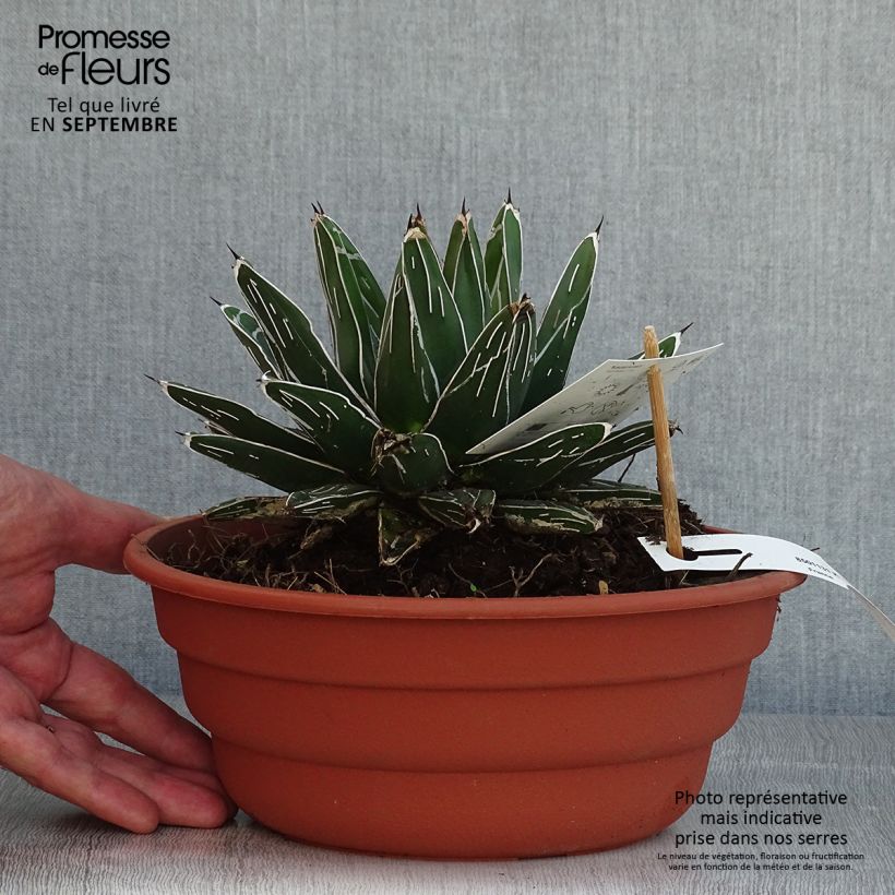 Esimerkki kesällä toimitetusta Kruunuagaave - Agave victoriae-reginae Pot de 4L/5L-taimesta