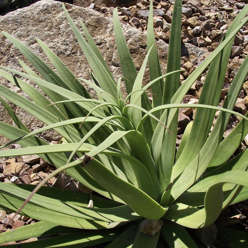 Agaave - Agave bracteosa (Lehvistö)