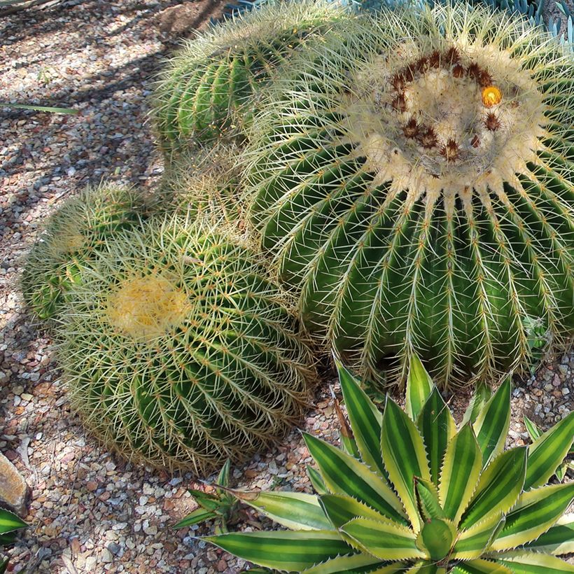 Agaave Quadricolor (Kasvutapa)