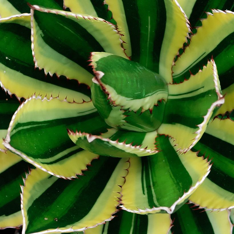 Agaave Quadricolor (Lehvistö)