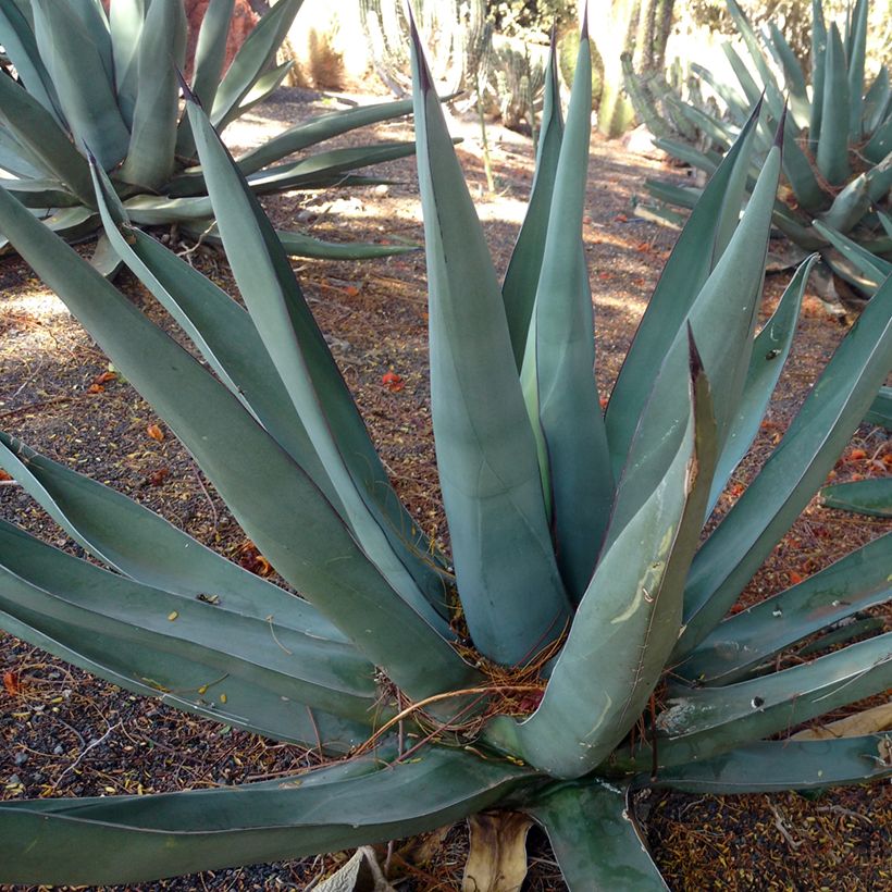 Agaave - Agave nickelsiae x asperrima (Kasvutapa)