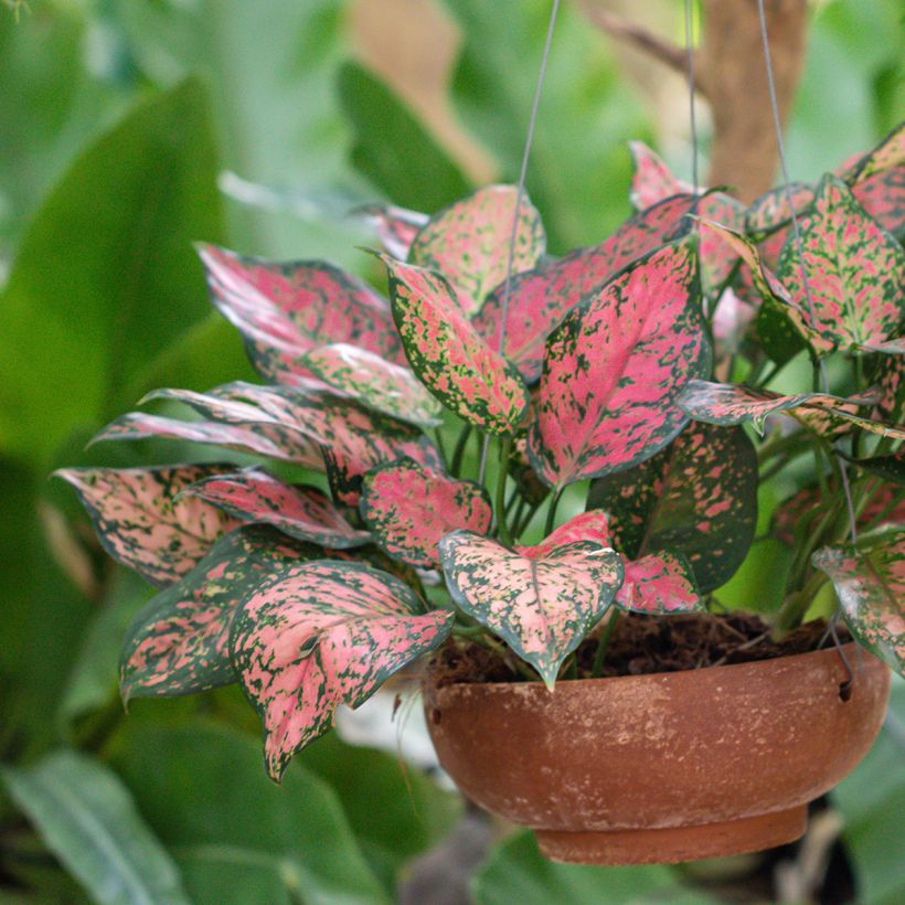 Aglaonema Beauty (Kasvutapa)