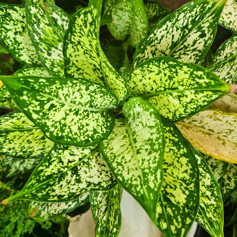 Sulkalaikkuvehka Snowflake (Lehvistö)
