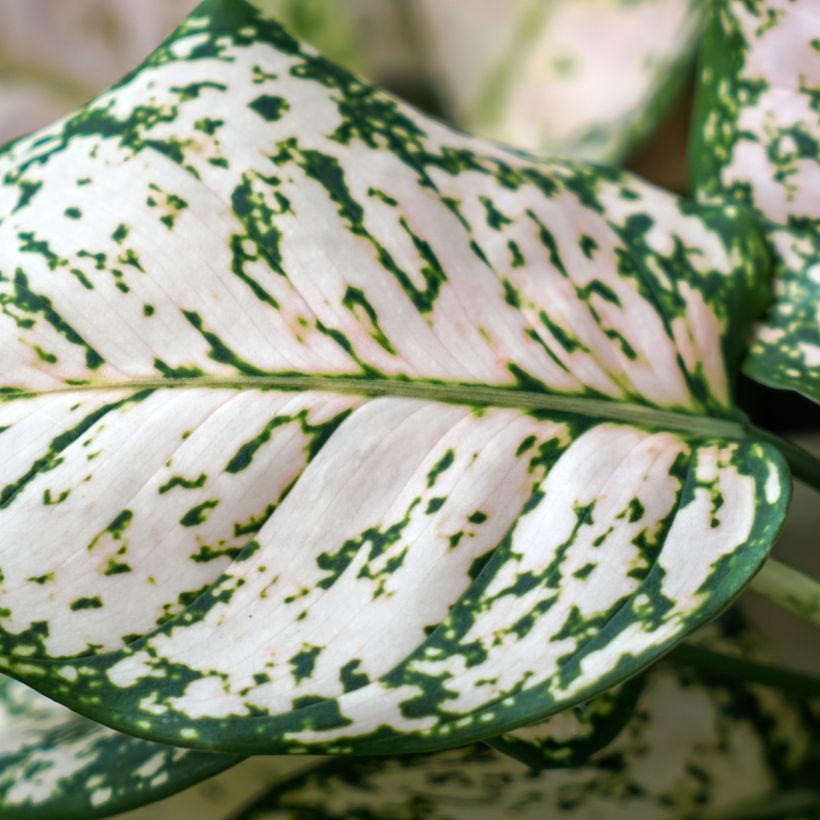 Sulkalaikkuvehka Variegata Pearls (Lehvistö)