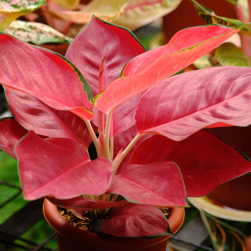 Aglaonema Rich Red (Kasvutapa)