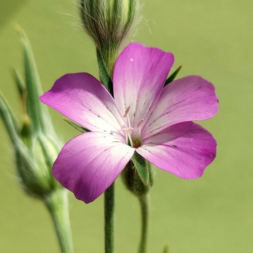 Isoaurankukka luomu (siemenet) - Agrostemma githago (Kukinta)