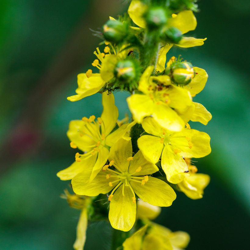 Maarianverijuuri - Agrimonia eupatoria (Kukinta)