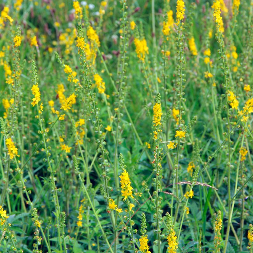Maarianverijuuri - Agrimonia eupatoria (Kasvutapa)